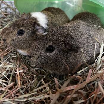 Rescue Guinea Pig Guinea Pigs for Adoption in Brockton, Massachusetts - Otis | PetCurious